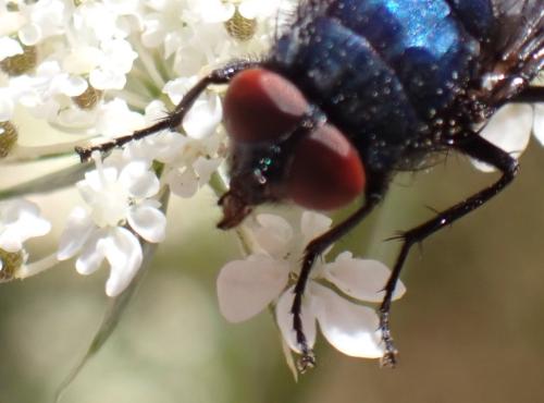 Protocalliphora sp.